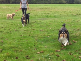 dog-boarding-hampshire-2