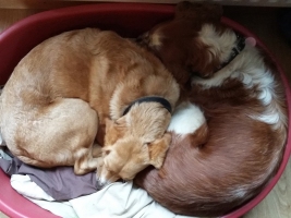 dog-boarding-surrey-1