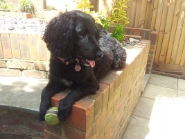 dog-boarding-surrey-5