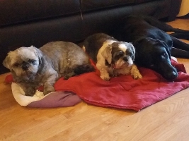 dog-boarding-surrey-7