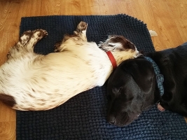 dog-boarding-surrey-8