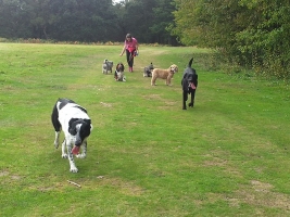 dog-walking-hampshire-3