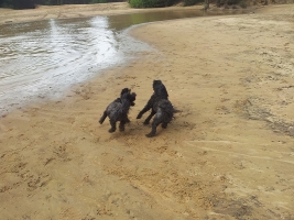 dog-walking-hampshire-5