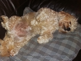 dog-walking-hampshire-8