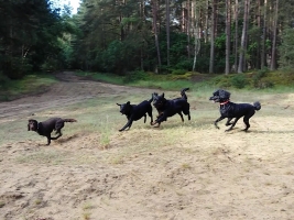 dog-walking-surrey-1