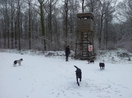 dog-walking-surrey-2