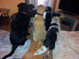 dog-walking-surrey-5