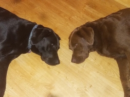 dog-walking-surrey-7